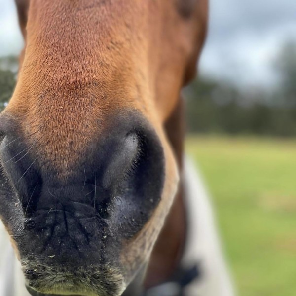 Endeavour Park Equestrian Centre