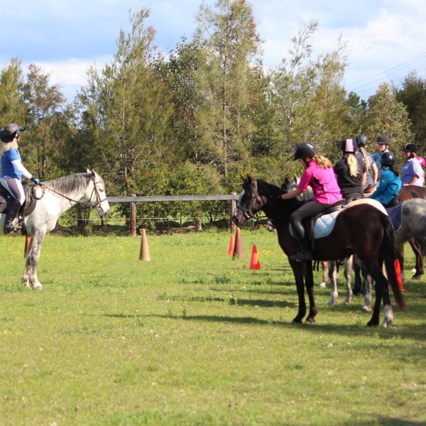 Hills and Hollows Ponies