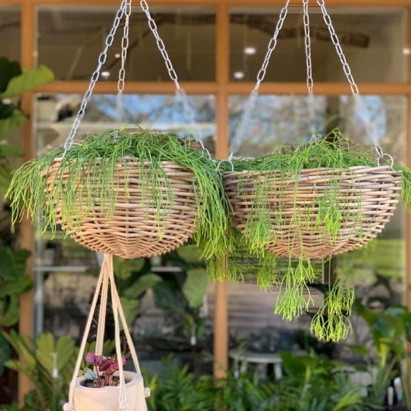 Hanging Plants at The Plant Stylist Facialist