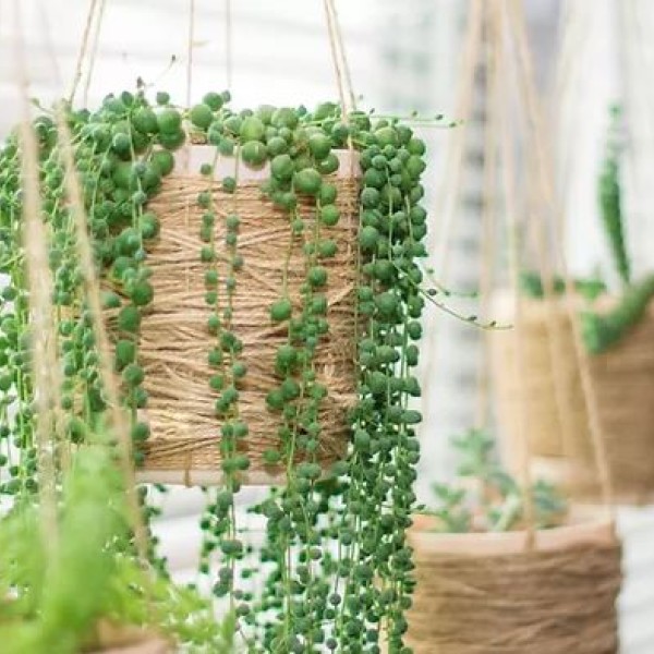Hanging Plants at The Plant Stylist Facialist