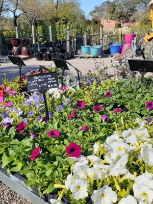 Thirlmere Wholesale Nursery 