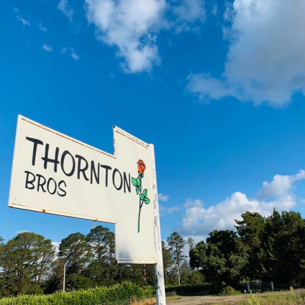Thornton Bros Roses