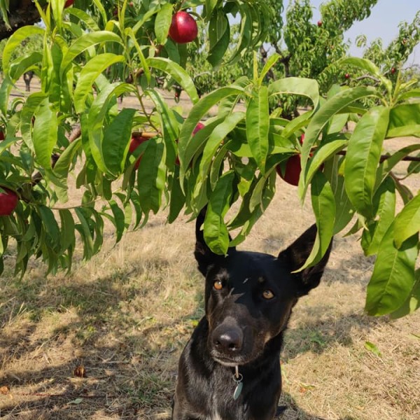 Orchards furry friend