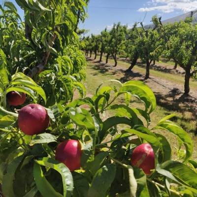 Cedar Creek Orchard