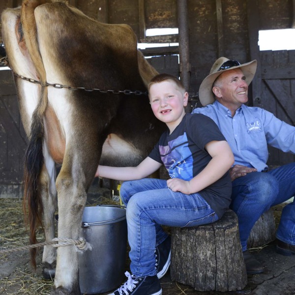 Milking the Cows 