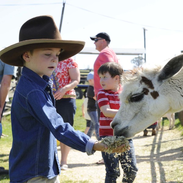 Feeding the animals at Mowbray Park Farm