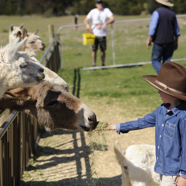 Animals at Mowbray Park Farm
