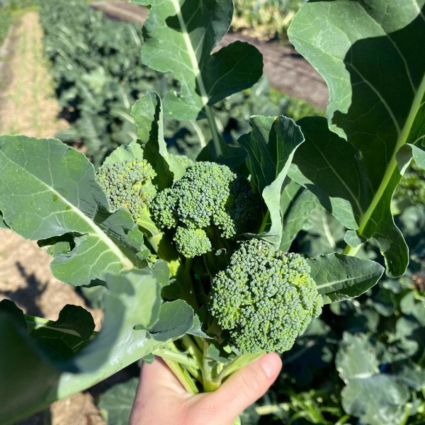 Piccolo Farm