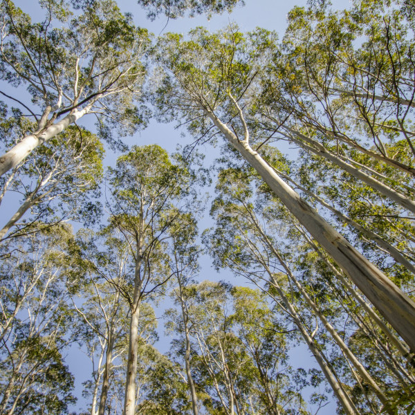 Native Trees at Thirlmere Lakes